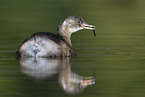 dabchick