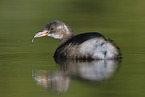 dabchick