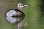 dabchick