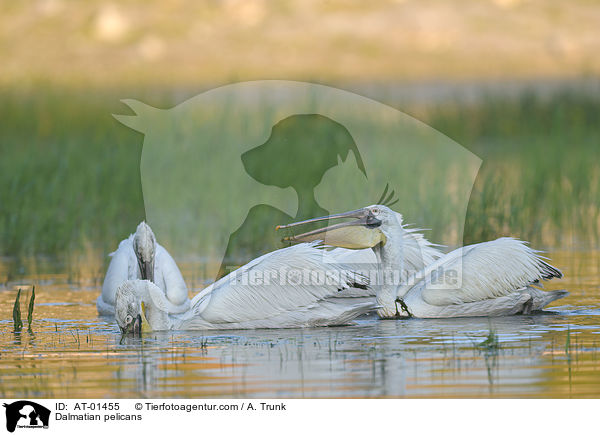Krauskopfpelikane / Dalmatian pelicans / AT-01455