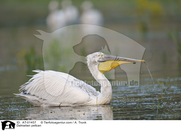Krauskopfpelikan / Dalmatian pelican / AT-01457