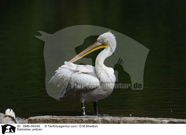 Krauskopfpelikan / Dalmatian pelican / DMS-06048