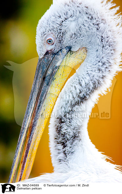 Krauskopfpelikan / Dalmatian pelican / MAZ-04689