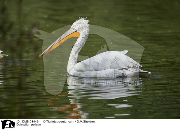 Krauskopfpelikan / Dalmatian pelican / DMS-08449