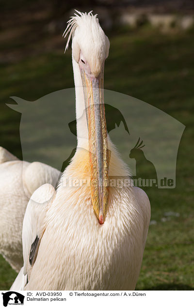 Krauskopfpelikan / Dalmatian pelican / AVD-03950