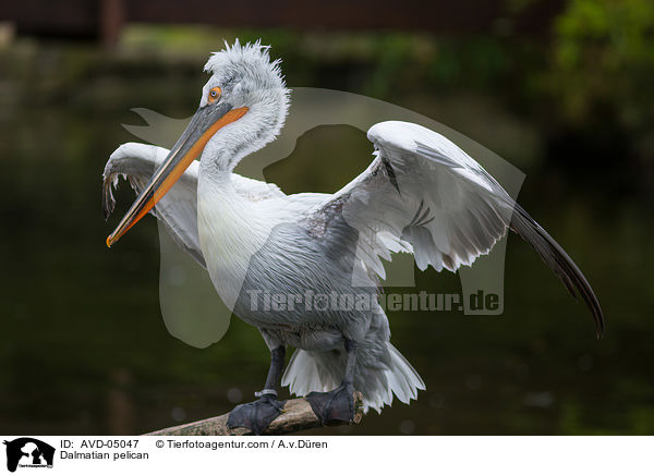 Krauskopfpelikan / Dalmatian pelican / AVD-05047