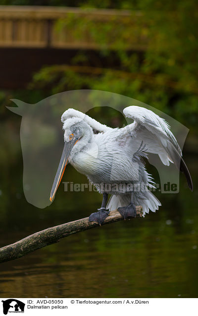 Krauskopfpelikan / Dalmatian pelican / AVD-05050