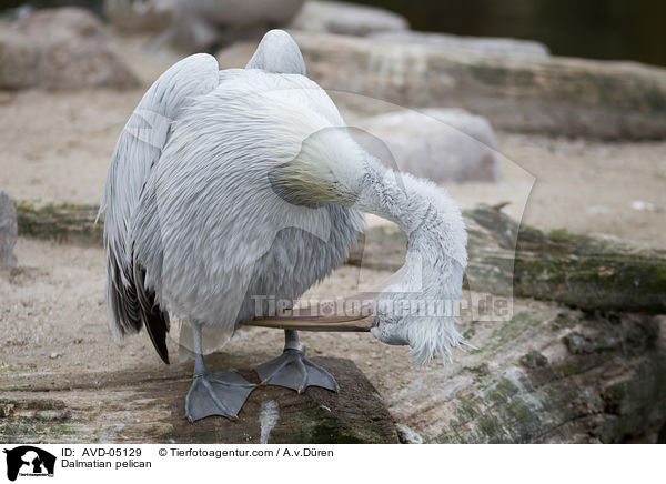 Krauskopfpelikan / Dalmatian pelican / AVD-05129