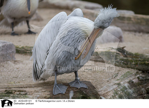 Krauskopfpelikan / Dalmatian pelican / AVD-05131
