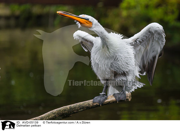 Krauskopfpelikan / Dalmatian pelican / AVD-05139