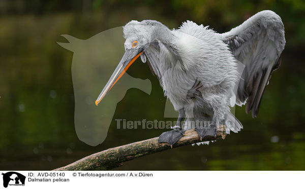 Krauskopfpelikan / Dalmatian pelican / AVD-05140