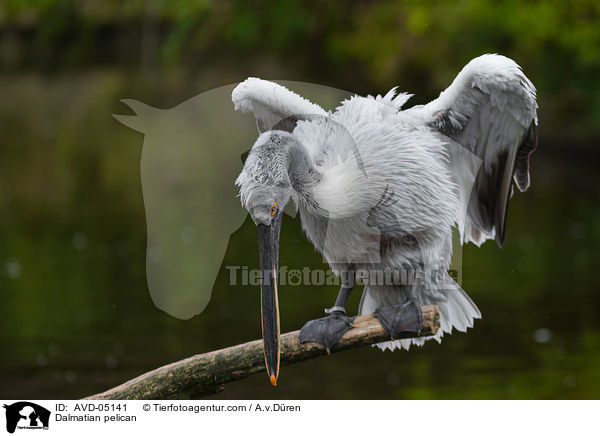 Krauskopfpelikan / Dalmatian pelican / AVD-05141