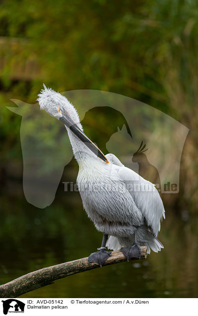 Krauskopfpelikan / Dalmatian pelican / AVD-05142