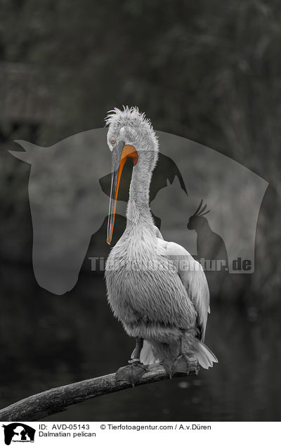 Krauskopfpelikan / Dalmatian pelican / AVD-05143