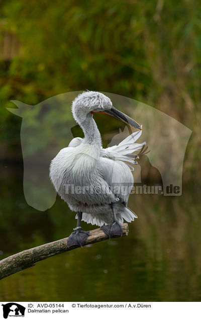 Krauskopfpelikan / Dalmatian pelican / AVD-05144