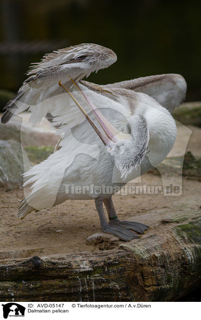 Krauskopfpelikan / Dalmatian pelican / AVD-05147