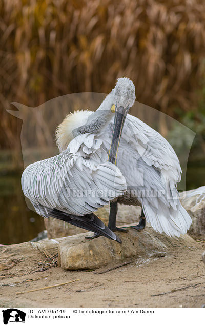 Krauskopfpelikan / Dalmatian pelican / AVD-05149