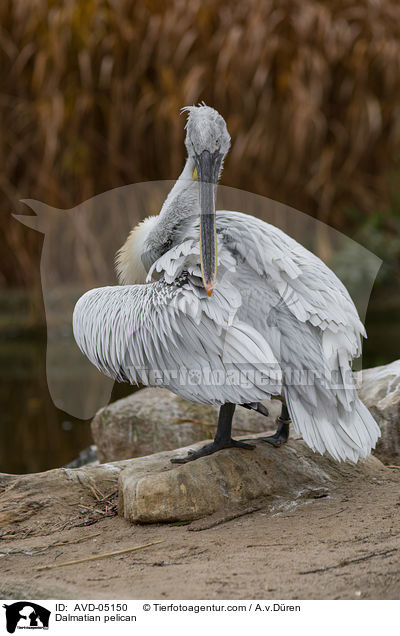 Krauskopfpelikan / Dalmatian pelican / AVD-05150