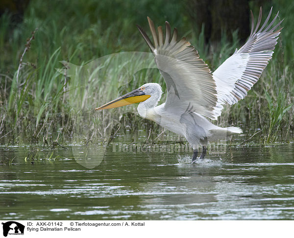 fliegender Krauskopfpelikan / flying Dalmatian Pelican / AXK-01142