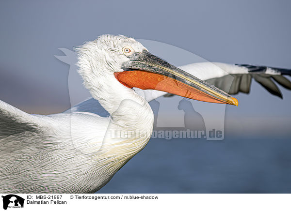 Krauskopfpelikan / Dalmatian Pelican / MBS-21997