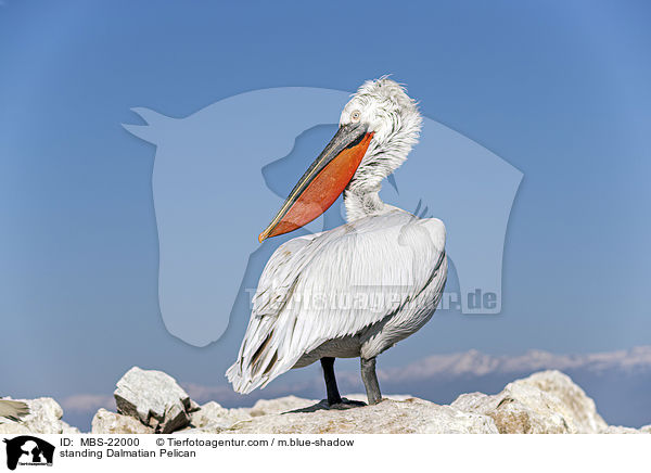 stehender Krauskopfpelikan / standing Dalmatian Pelican / MBS-22000