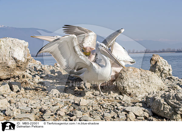 Krauskopfpelikane / Dalmatian Pelicans / MBS-22001