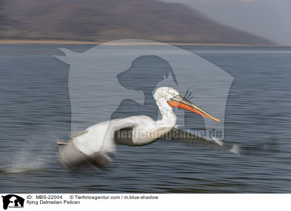 fliegender Krauskopfpelikan / flying Dalmatian Pelican / MBS-22004