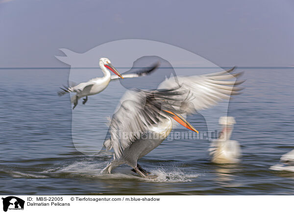 Krauskopfpelikane / Dalmatian Pelicans / MBS-22005