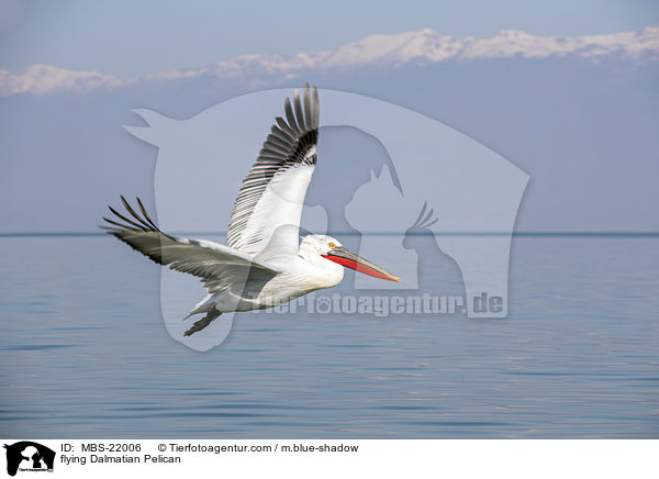 fliegender Krauskopfpelikan / flying Dalmatian Pelican / MBS-22006
