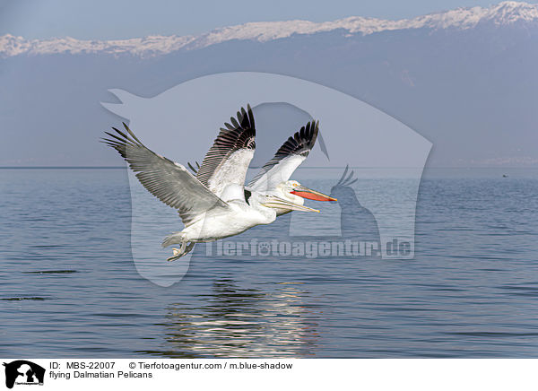 fliegende Krauskopfpelikane / flying Dalmatian Pelicans / MBS-22007