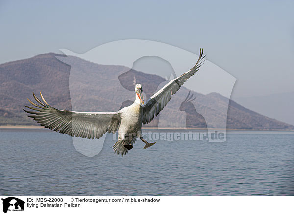 fliegender Krauskopfpelikan / flying Dalmatian Pelican / MBS-22008