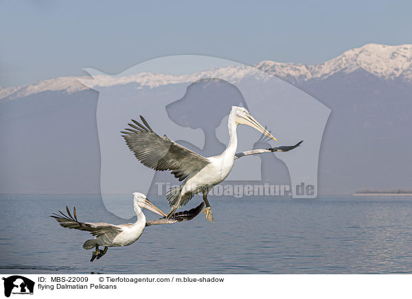 fliegende Krauskopfpelikane / flying Dalmatian Pelicans / MBS-22009