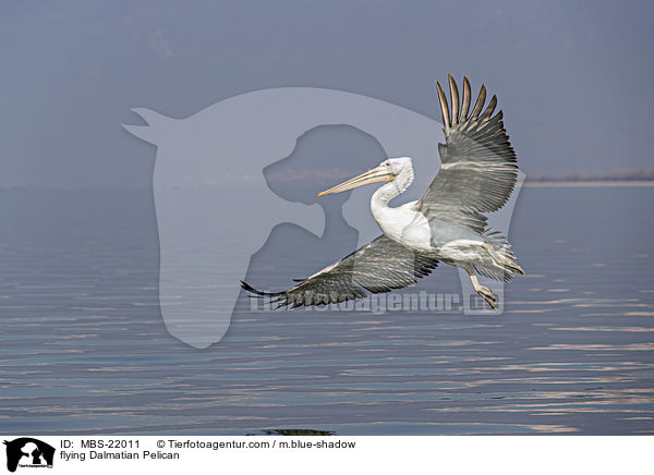 fliegender Krauskopfpelikan / flying Dalmatian Pelican / MBS-22011