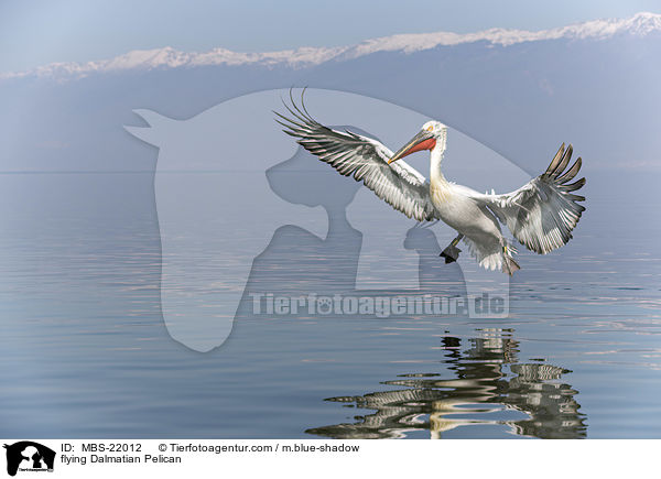 fliegender Krauskopfpelikan / flying Dalmatian Pelican / MBS-22012