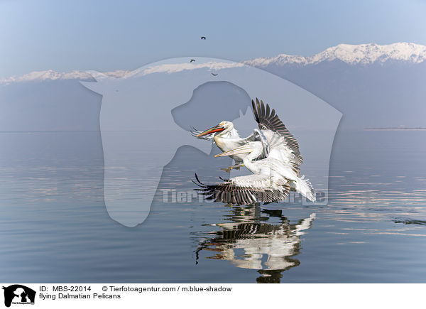 fliegende Krauskopfpelikane / flying Dalmatian Pelicans / MBS-22014