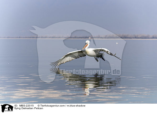 fliegender Krauskopfpelikan / flying Dalmatian Pelican / MBS-22015