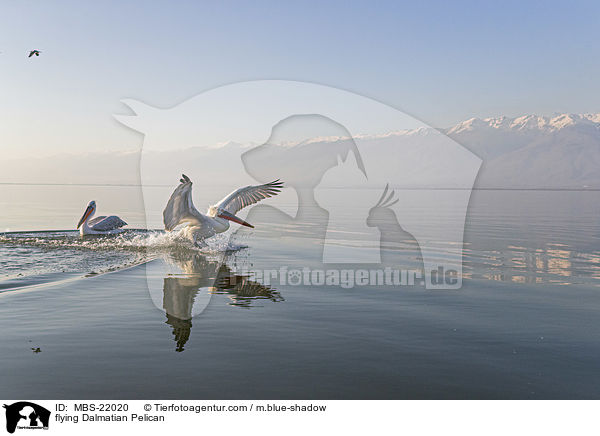 fliegender Krauskopfpelikan / flying Dalmatian Pelican / MBS-22020