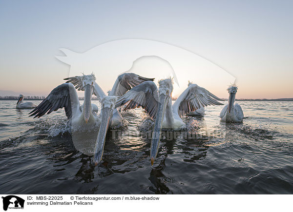 schwimmende Krauskopfpelikane / swimming Dalmatian Pelicans / MBS-22025