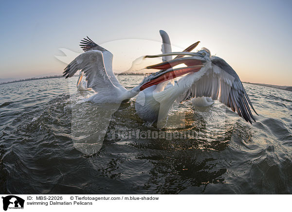 schwimmende Krauskopfpelikane / swimming Dalmatian Pelicans / MBS-22026