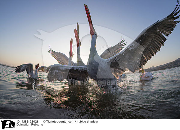 Krauskopfpelikane / Dalmatian Pelicans / MBS-22028