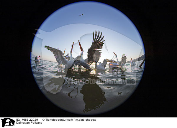 Krauskopfpelikane / Dalmatian Pelicans / MBS-22029