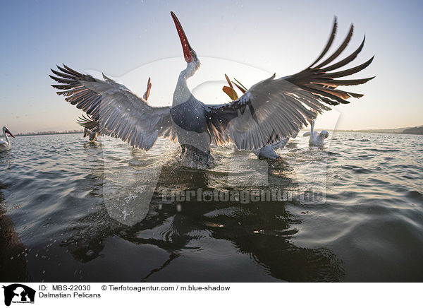 Krauskopfpelikane / Dalmatian Pelicans / MBS-22030