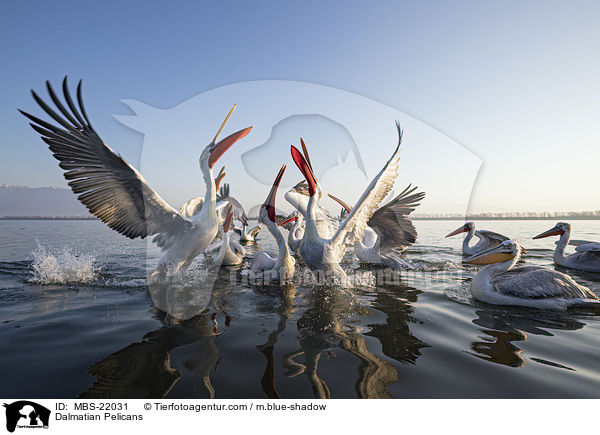 Krauskopfpelikane / Dalmatian Pelicans / MBS-22031