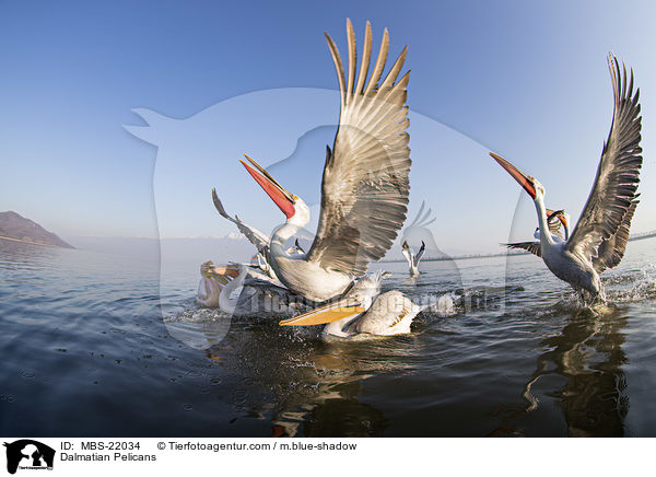Krauskopfpelikane / Dalmatian Pelicans / MBS-22034