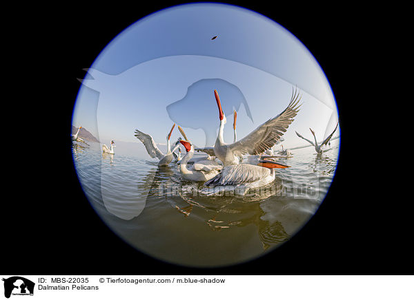 Krauskopfpelikane / Dalmatian Pelicans / MBS-22035