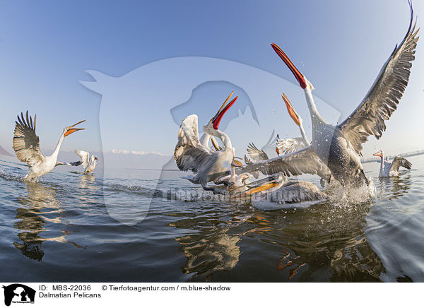 Krauskopfpelikane / Dalmatian Pelicans / MBS-22036