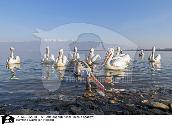 schwimmende Krauskopfpelikane / swimming Dalmatian Pelicans / MBS-22038