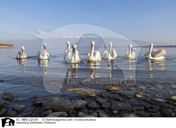 schwimmende Krauskopfpelikane / swimming Dalmatian Pelicans / MBS-22039