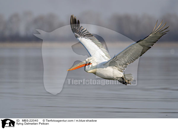 fliegender Krauskopfpelikan / flying Dalmatian Pelican / MBS-22040