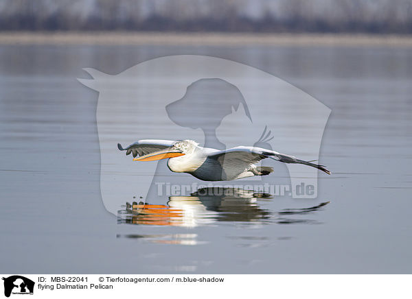fliegender Krauskopfpelikan / flying Dalmatian Pelican / MBS-22041
